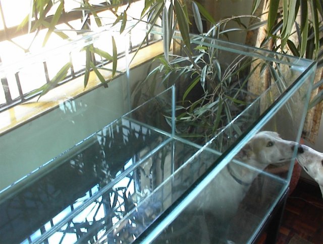 Aquarium-2.jpg