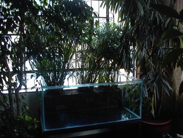 Aquarium-4.jpg