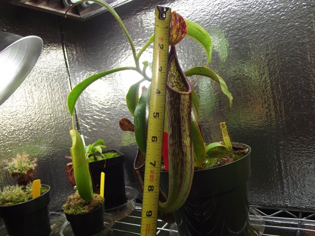 copellandi pitcher_ruler.jpg