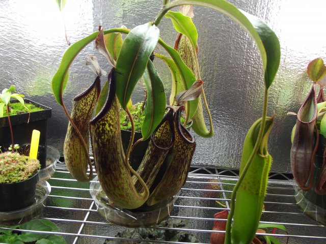 cope plant.jpg