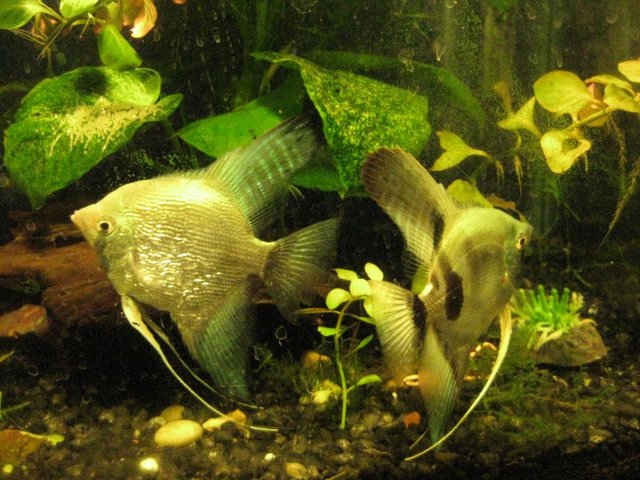 IMG_0064.JPG