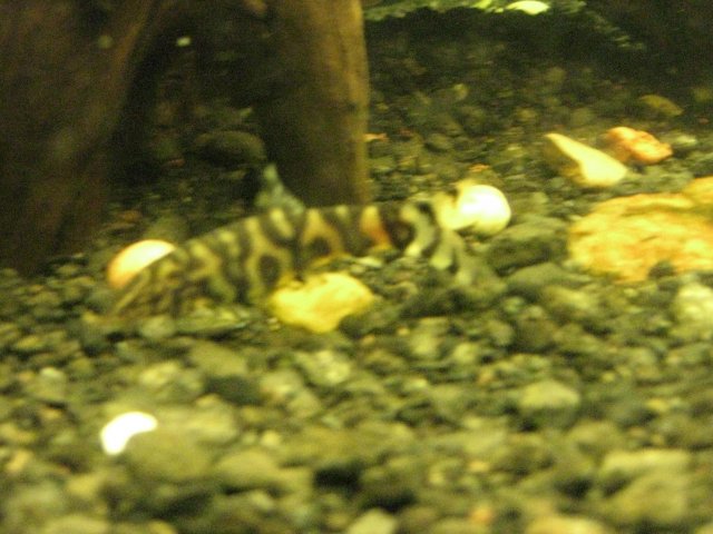 IMG_0041.JPG