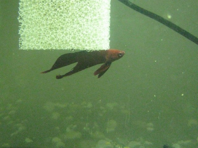 IMG_0071.JPG