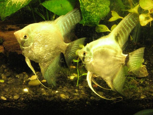 IMG_0062.JPG