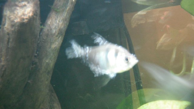 DSCF0562.JPG