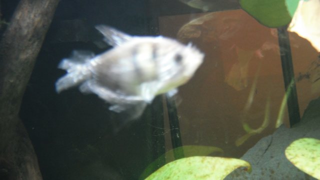 DSCF0560.JPG