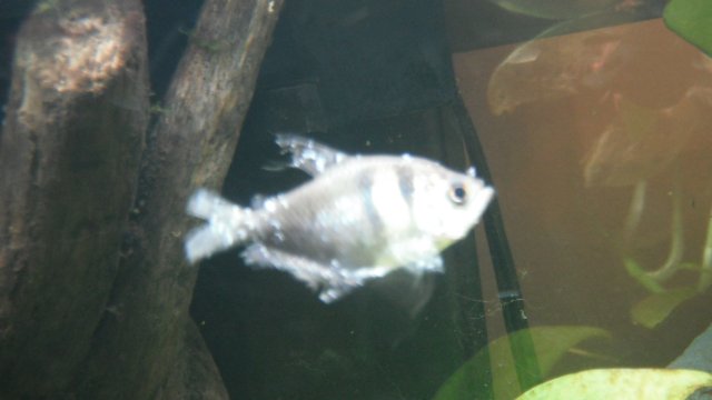 DSCF0563.JPG