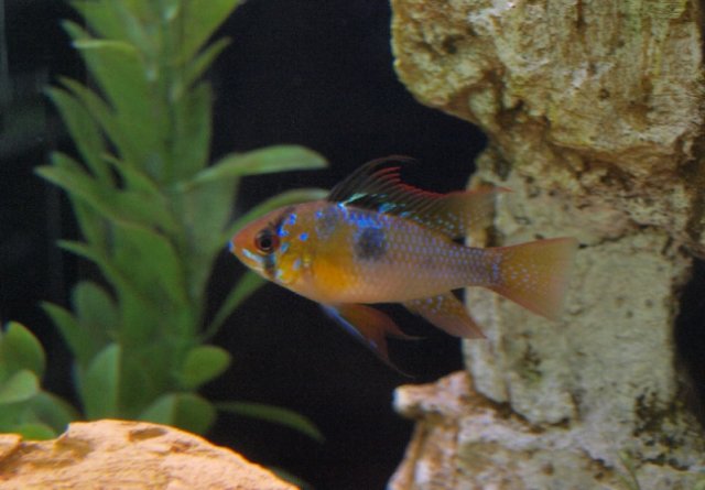 gbr7.jpg