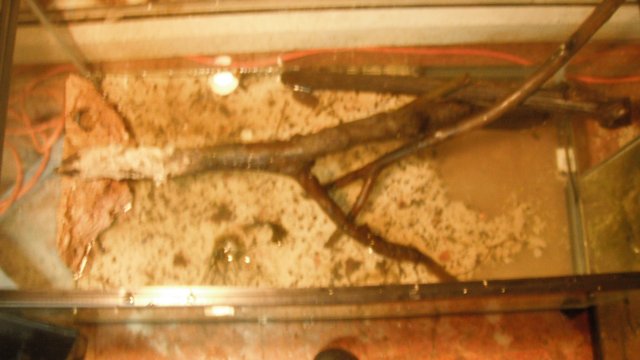 DSCF0595.JPG