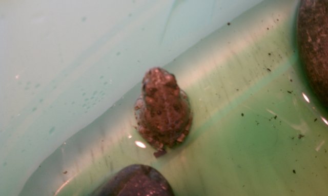 Frog 3.jpg