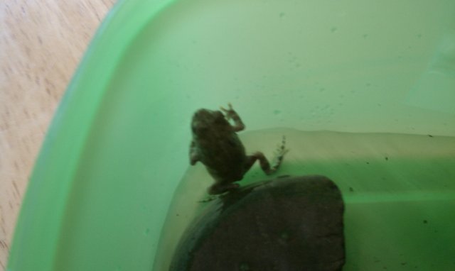 Frog 1.jpg