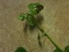 pennywort2.JPG