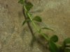 moneywort2.JPG