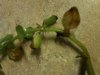 stem moneywort.JPG