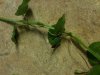 stem pennywort.JPG