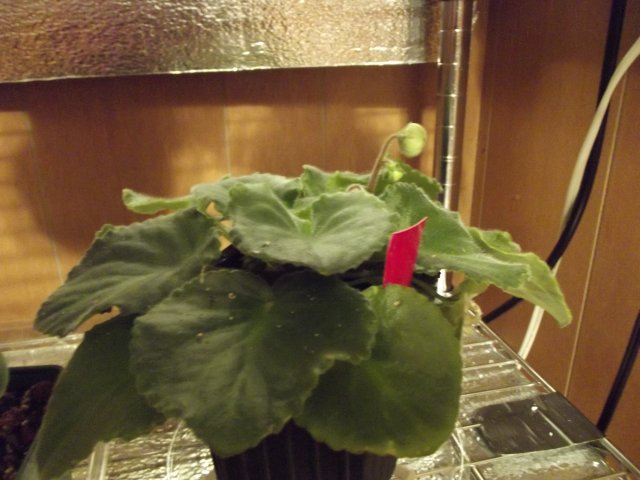 viol_flower.JPG