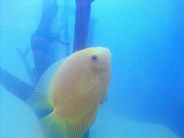 DSCF0041.JPG