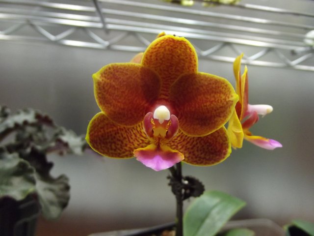 orchid_orange.JPG