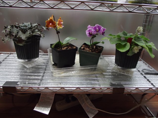 bottom shelf.JPG