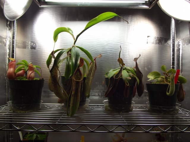middle shelf.JPG