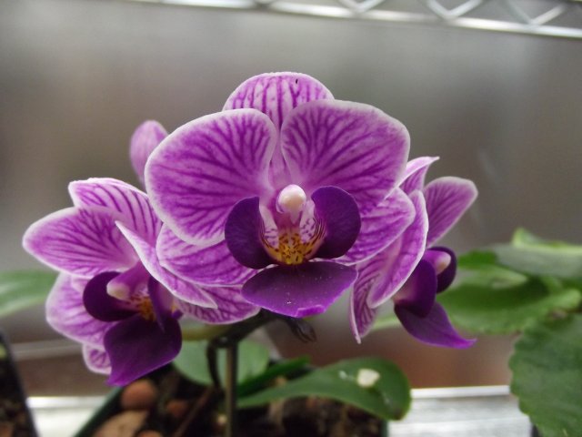orchid_purp.JPG