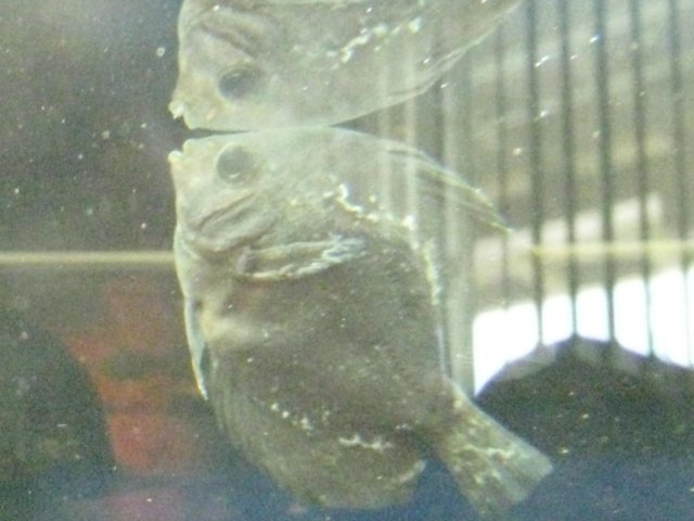 IMG_0086.JPG