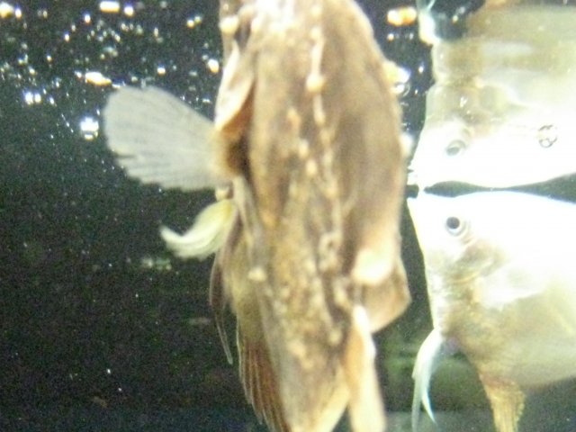 IMG_0088.JPG