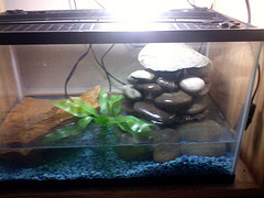 pieres tank.jpg pieres tank.jpg