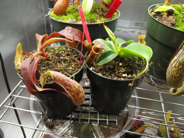 n maxima_n lowiixcampulanata.JPG