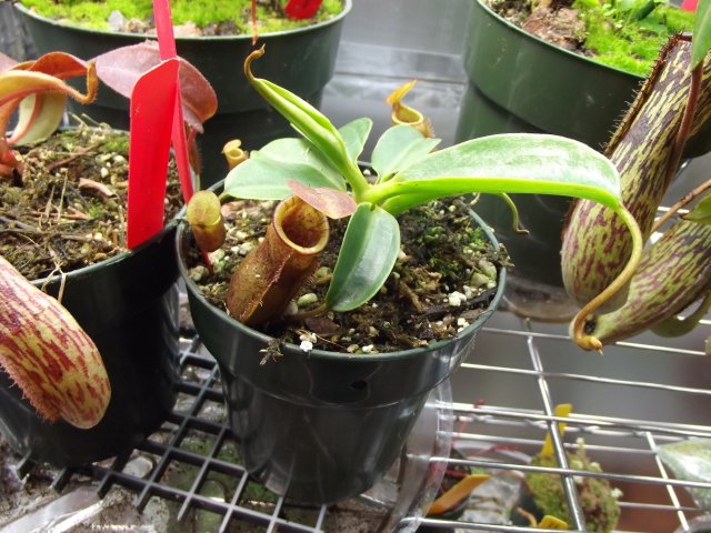 n lowii x campanulata.JPG