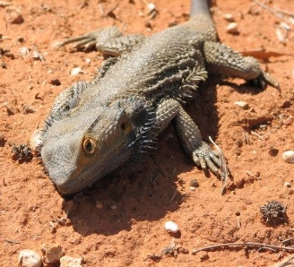 bearded_dragon_gluepot_20050919_018.jpg