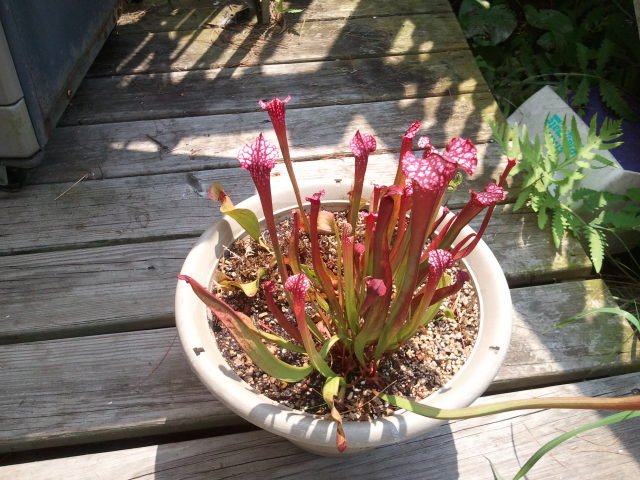 2011-07-19 12.20.04.jpg