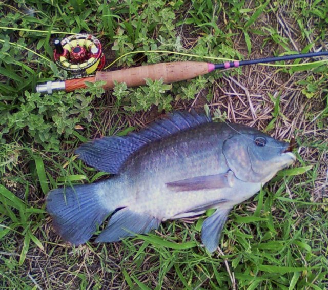 tilapia-1.jpg