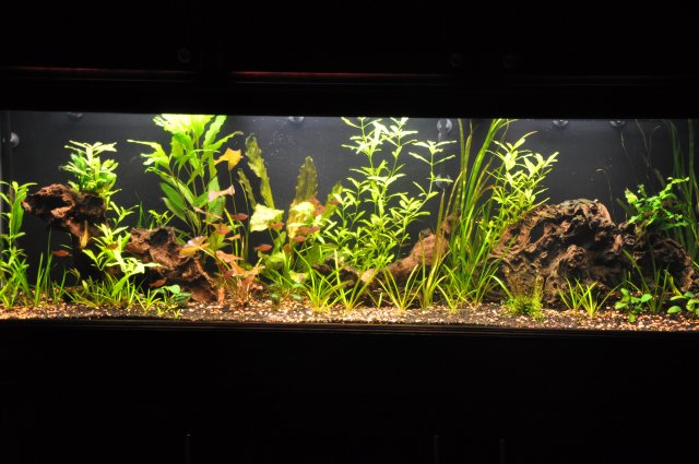 7-19 Full View.JPG