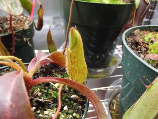 DSCF1212.JPG