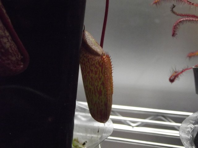 DSCF1207.JPG