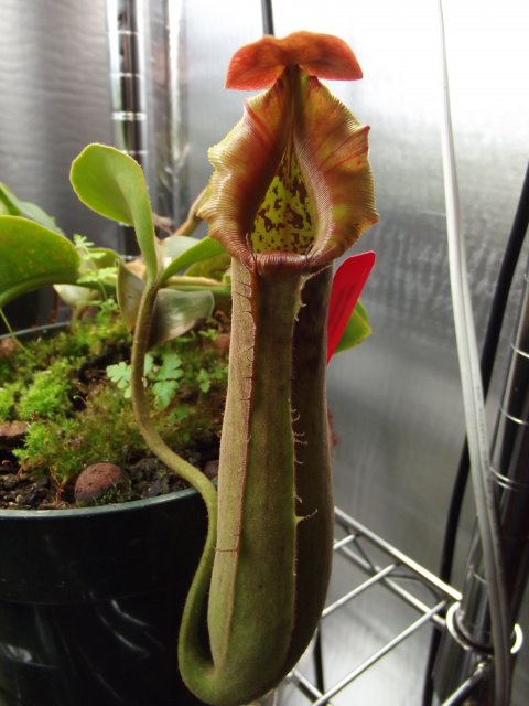 truncata pitcher.JPG