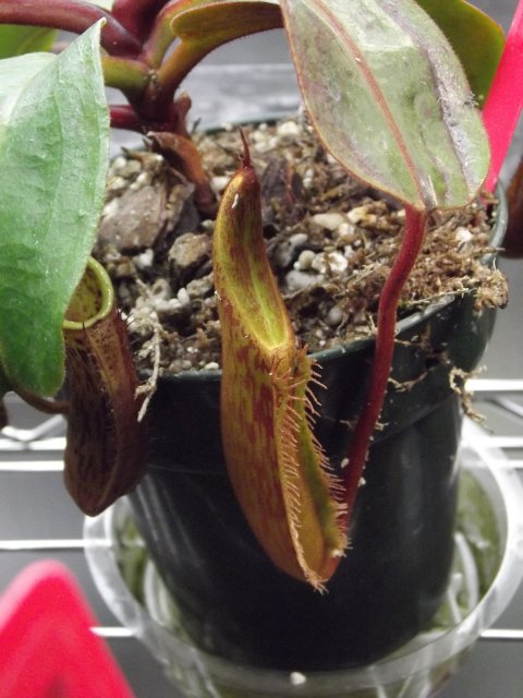 DSCF1213.JPG