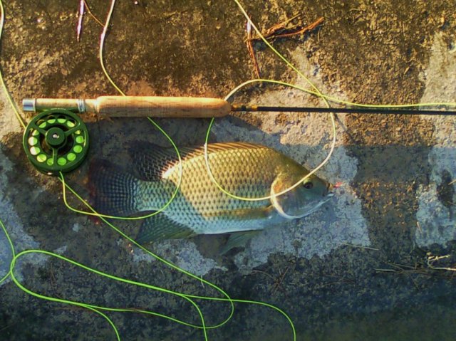 tilapia4.jpg