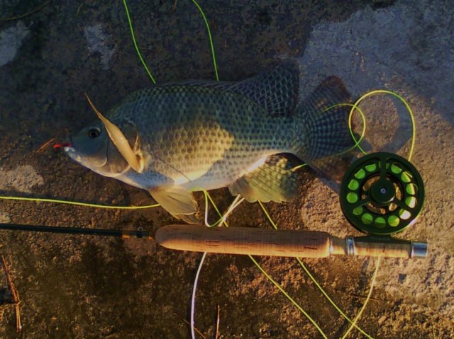 tilapia3-1.jpg