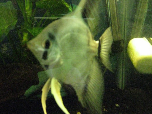 IMG_0155.JPG