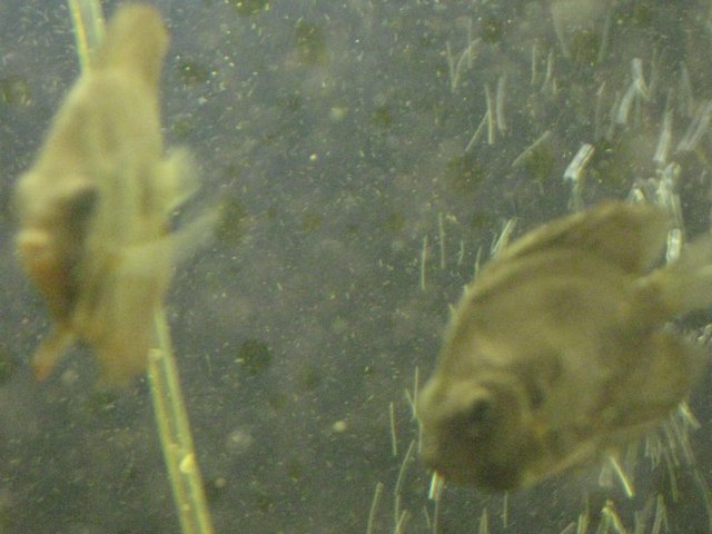 IMG_0115.JPG