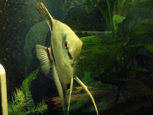 IMG_0154.JPG