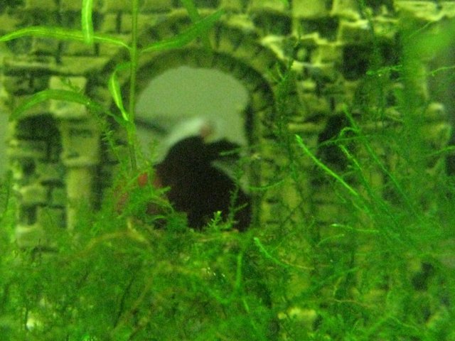 IMG_0135.JPG