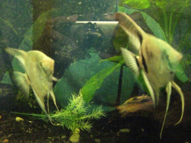 IMG_0150.JPG