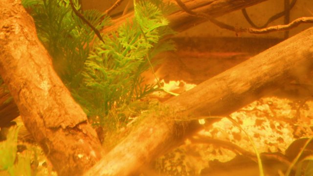 DSCF0726.JPG