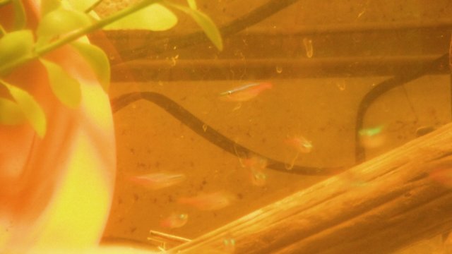 DSCF0742.JPG