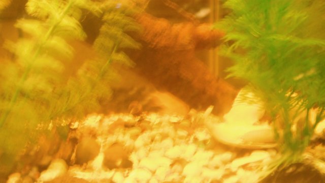 DSCF0735.JPG