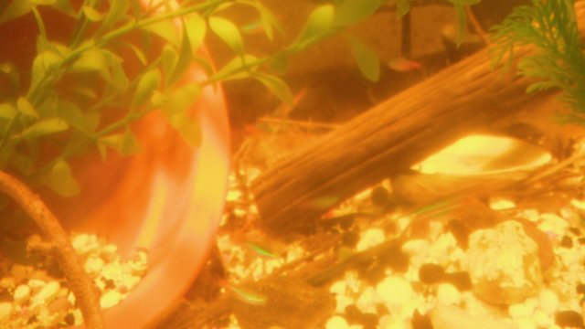 DSCF0729.JPG