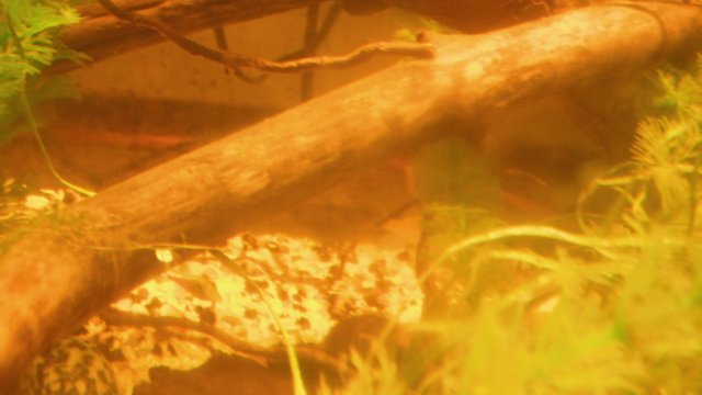 DSCF0733.JPG